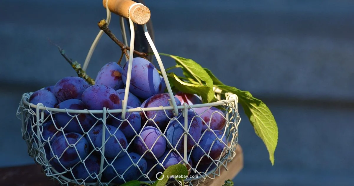 Latest Blox Update Latest Blox Update - Update Bay