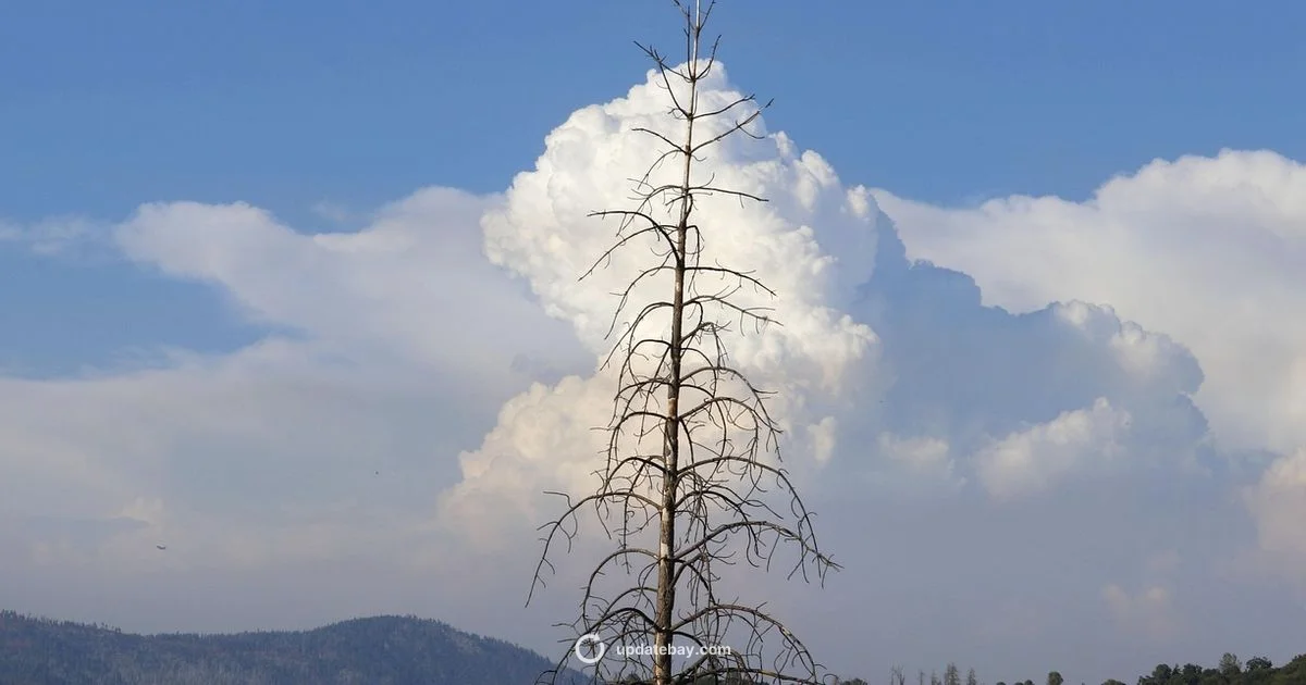 California Fire Update - Update Bay