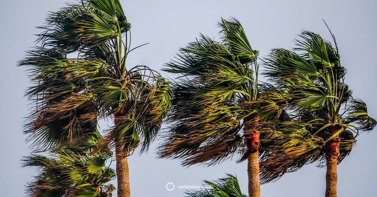 Tropical Weather 2026 - Update Bay