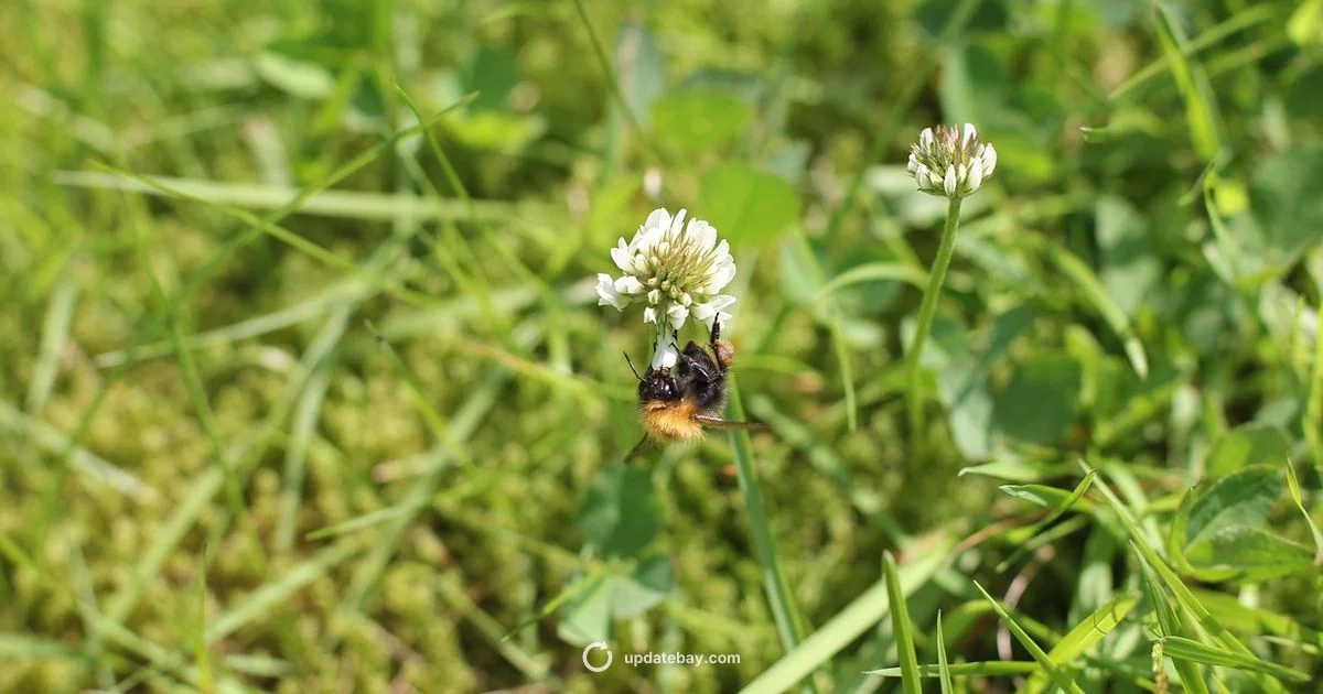 Bumble Distance Behavior Bumble Distance Behavior - Update Bay