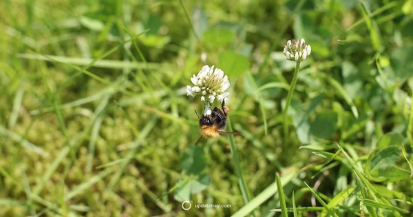 Bumble Distance Behavior - Update Bay