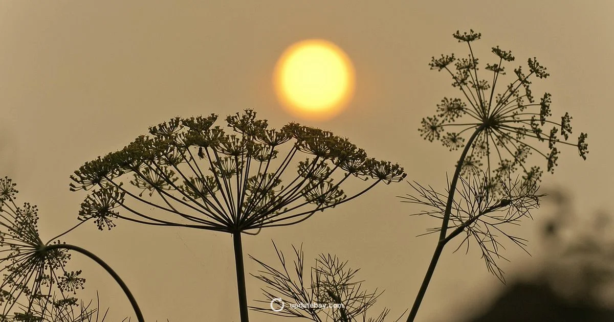 LA Fire Updates - Update Bay