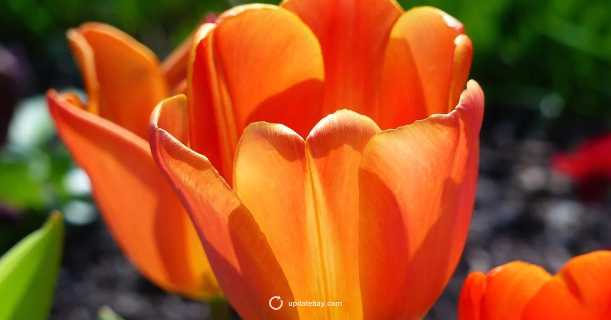 Topps Update Review - Update Bay