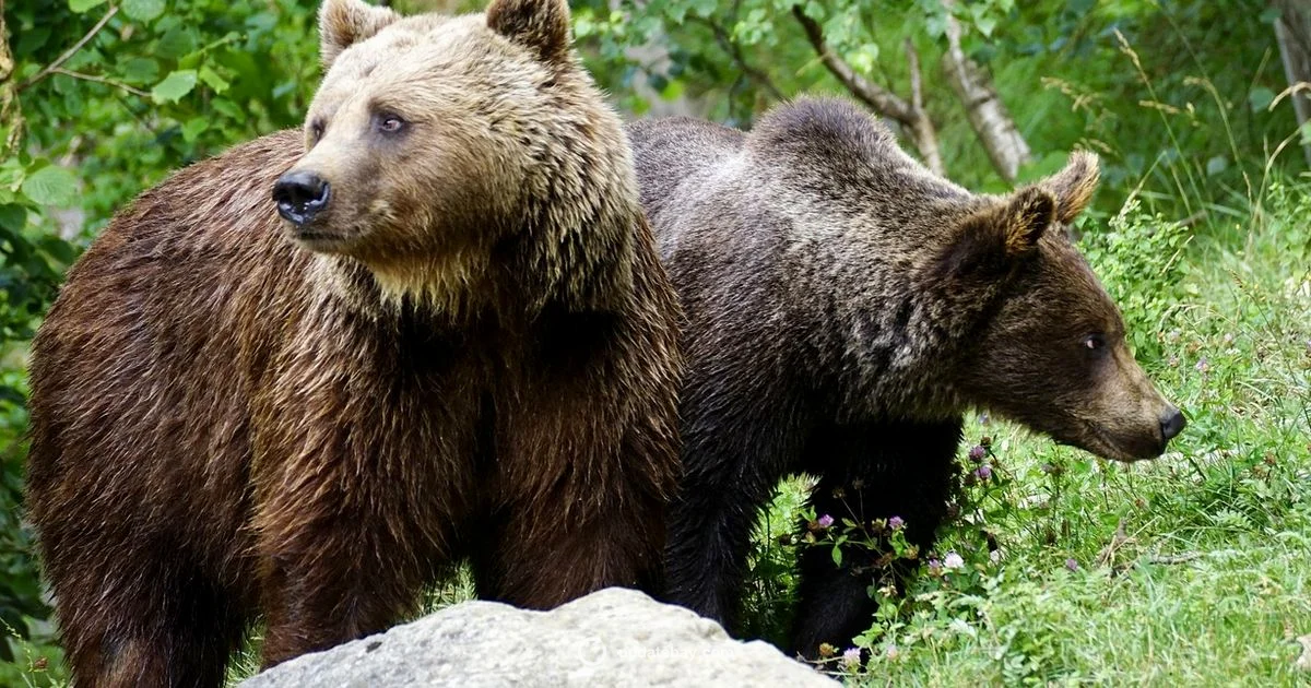 Cubs Update Guide - Update Bay