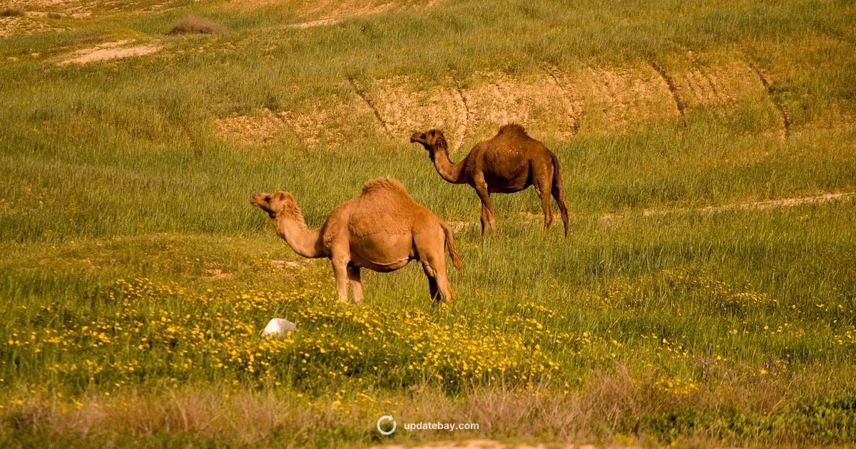 Israel Update Brief - Update Bay